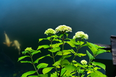 池の紫陽花