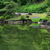 カキツバタ咲く池