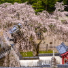 高月院のしだれ桜