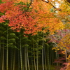 緑・赤・黄