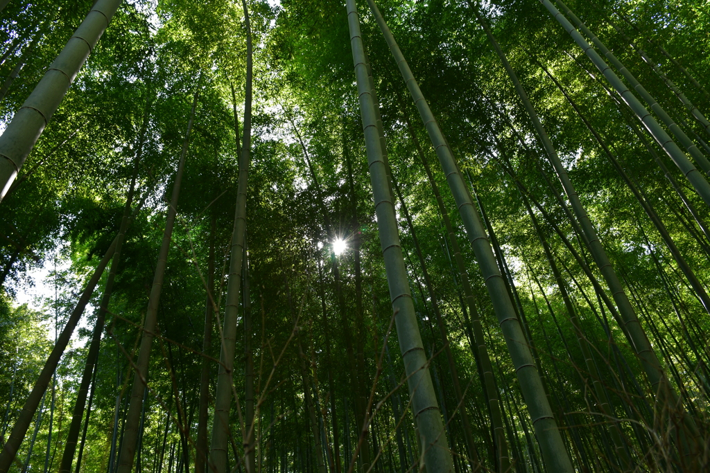 竹林の小径