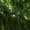 竹林の小径