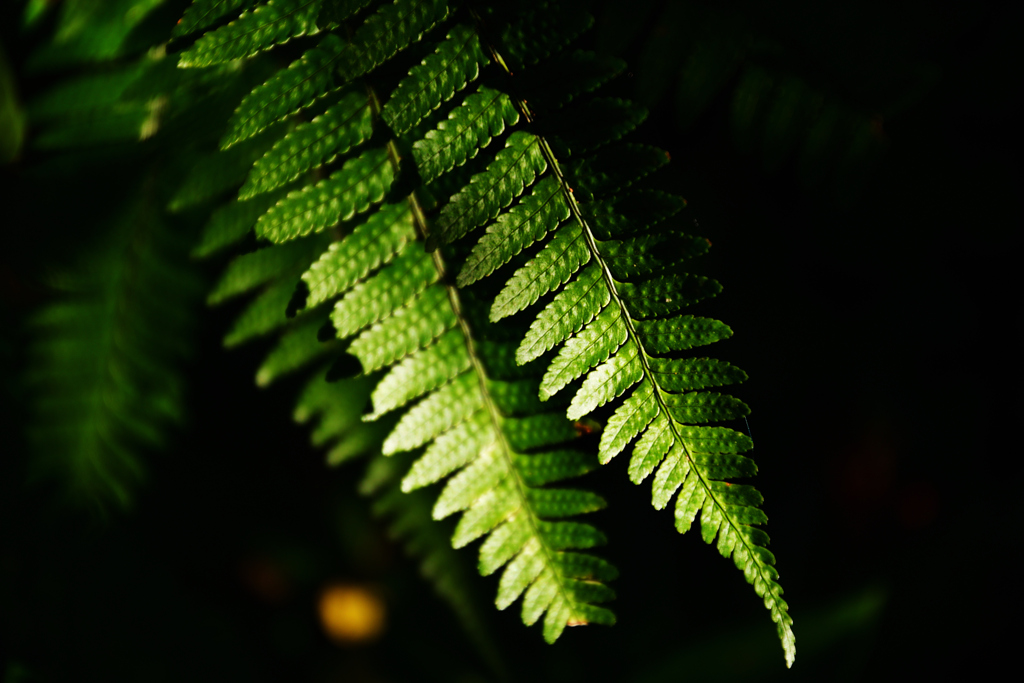 京都府立植物園　観覧温室