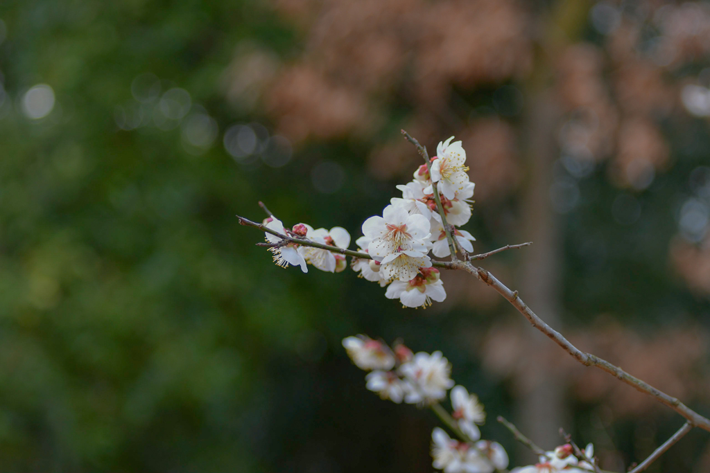 京都府立植物園