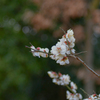京都府立植物園