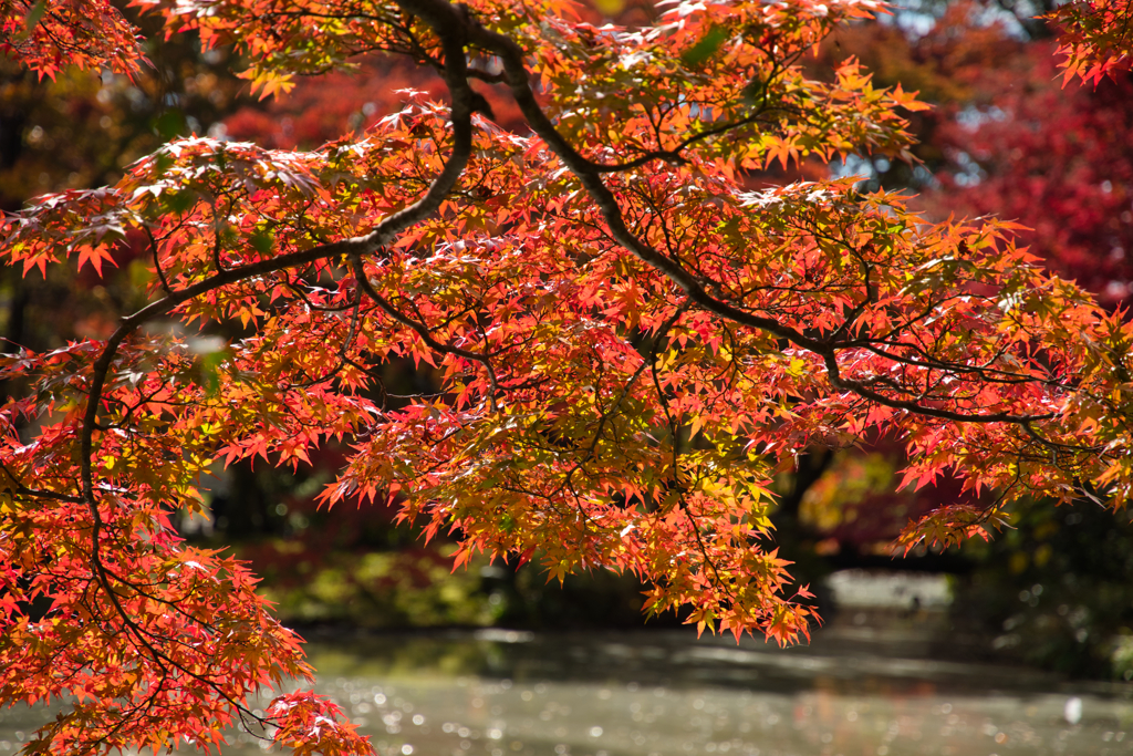 京都府立植物園２