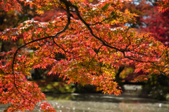 京都府立植物園２