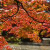 京都府立植物園２