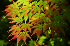 北野天満宮もみじ苑２