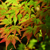 北野天満宮もみじ苑２