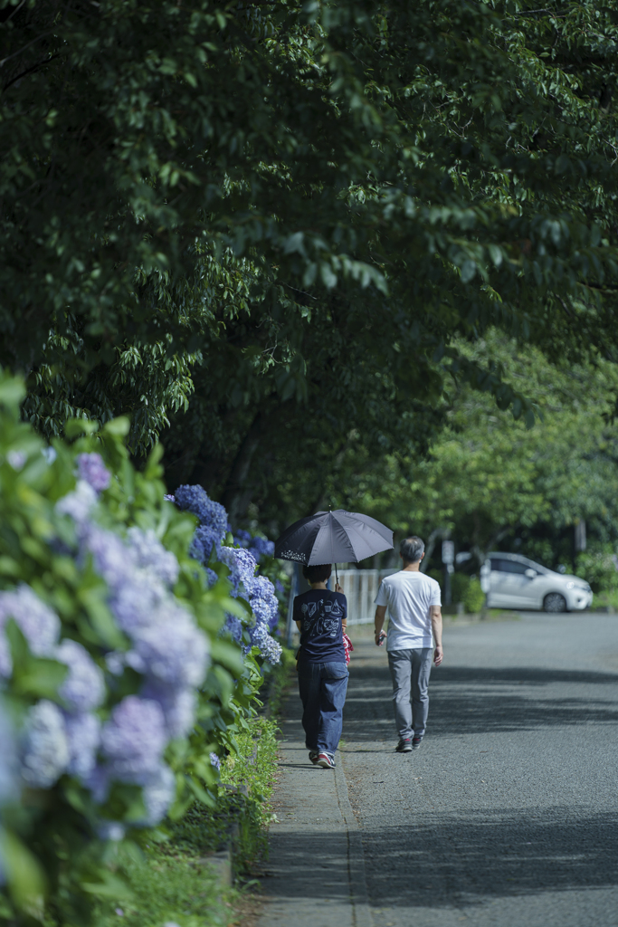 紫陽花の道