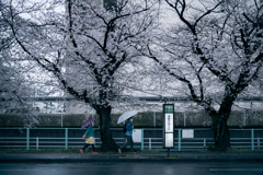 桜と傘