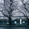 桜と傘