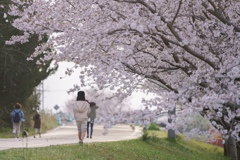 川沿いの桜