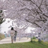 川沿いの桜