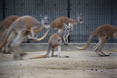 動物園にて