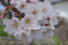 2019 桜
