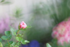 バラ