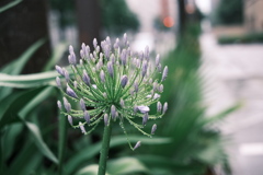 梅雨
