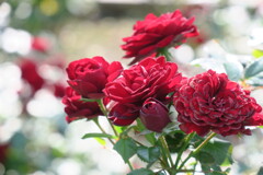 秋薔薇