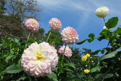 秋の神代植物公園