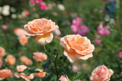 秋薔薇