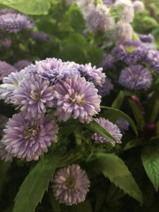 ピンクの花｜気になる花