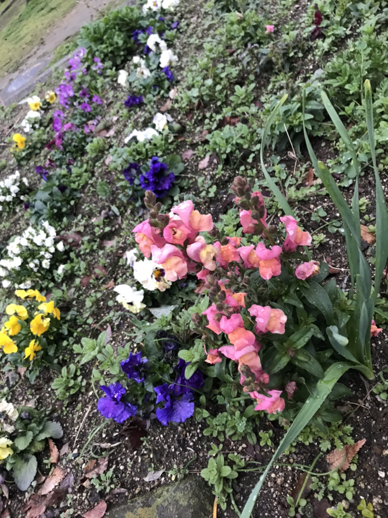 花はやっぱり癒やされる
