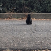 黒猫｜散歩中