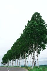 白樺の整列