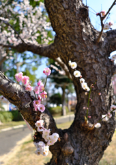 春の色