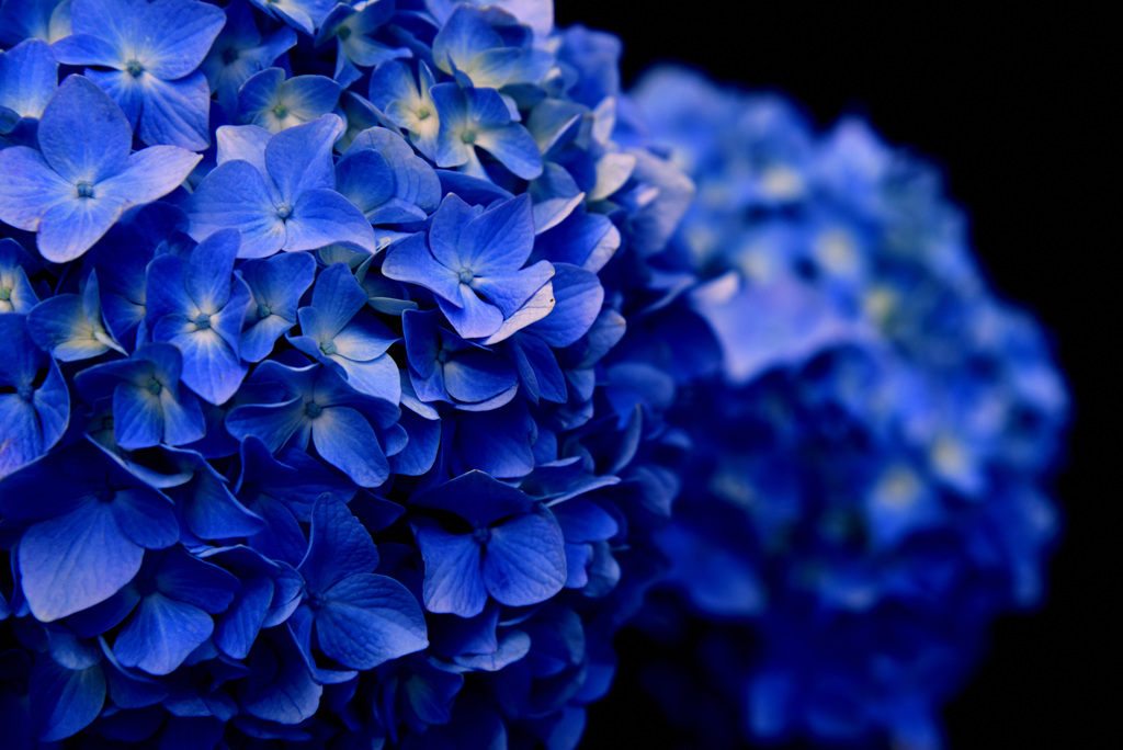 紫陽花1