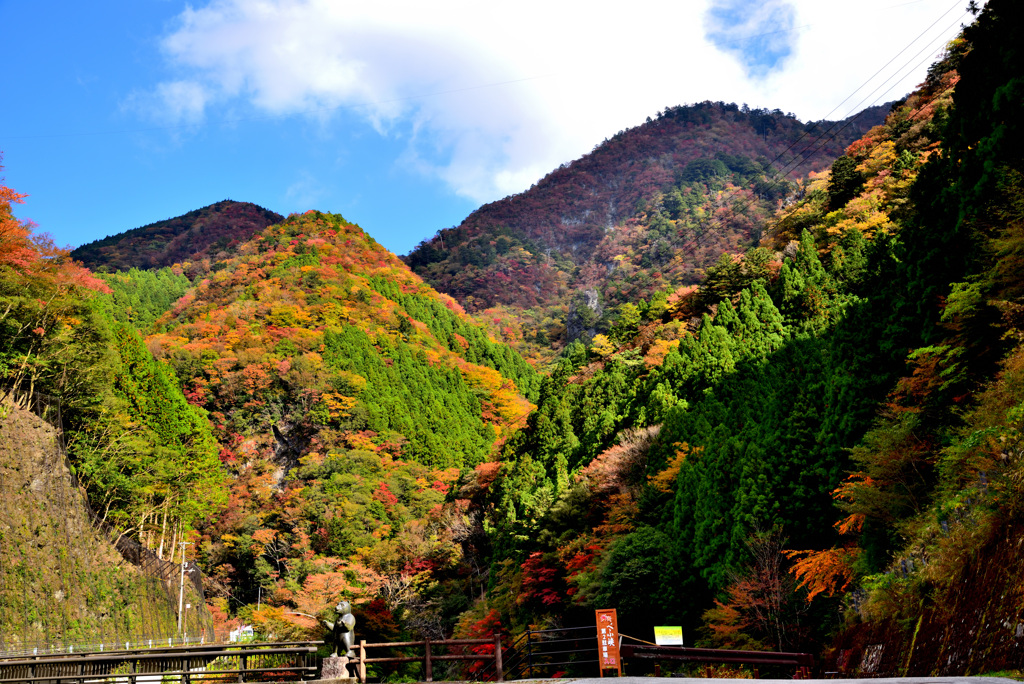 紅葉