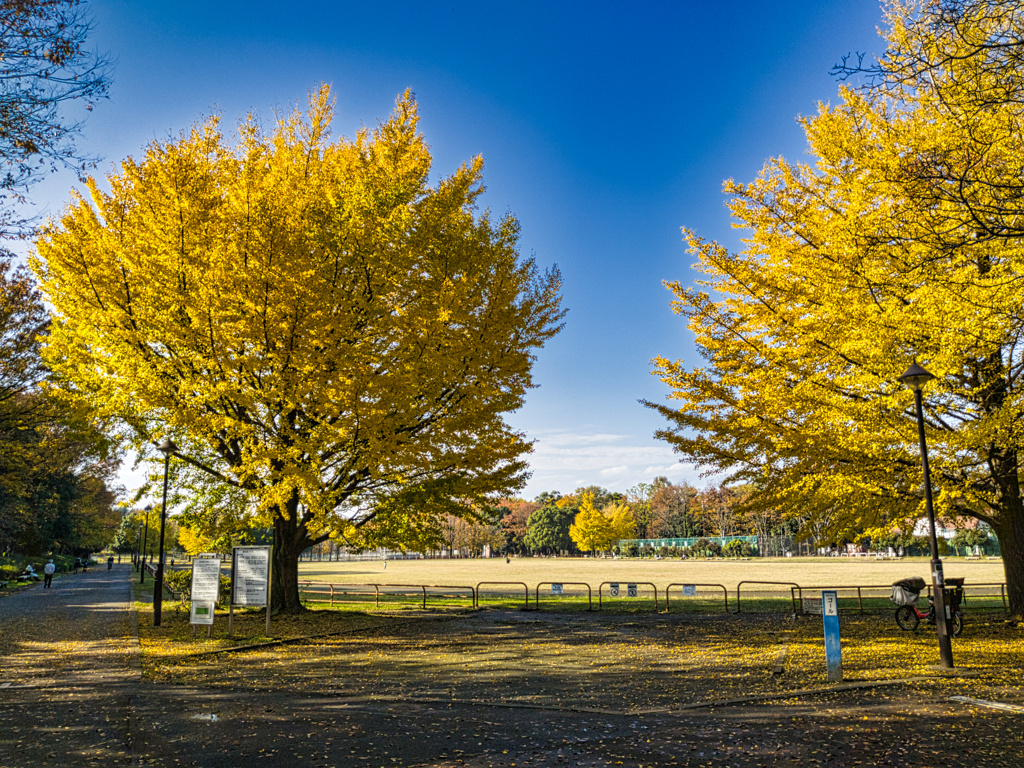 光が丘公園