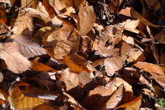 落ち葉②
