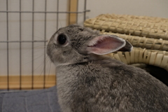 物思いに耽る兎