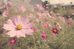 小さな秋