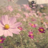 小さな秋