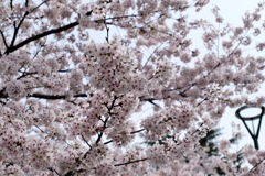 鶴舞公園の桜