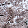 鶴舞公園の桜