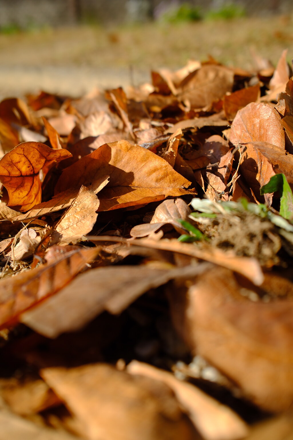 落ち葉①