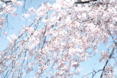 春の色②