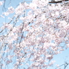 春の色②