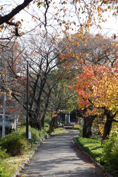 散歩道①