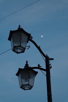 小鳥たちのお月見