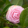一輪の花