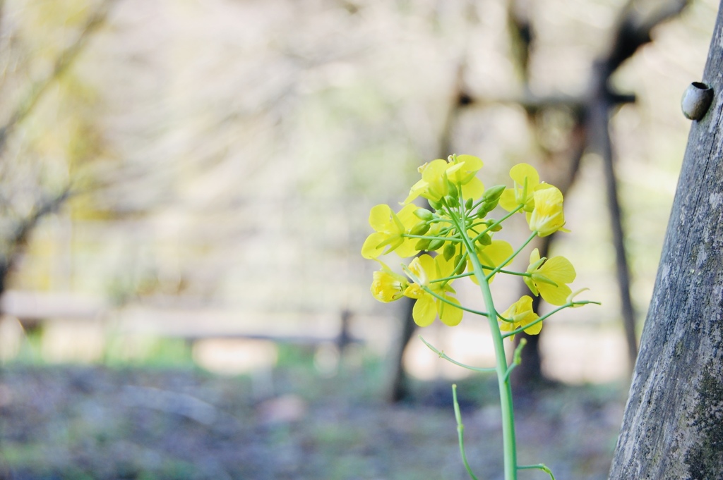 菜の花の背中