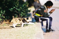 ぬこ あえなく露出失敗