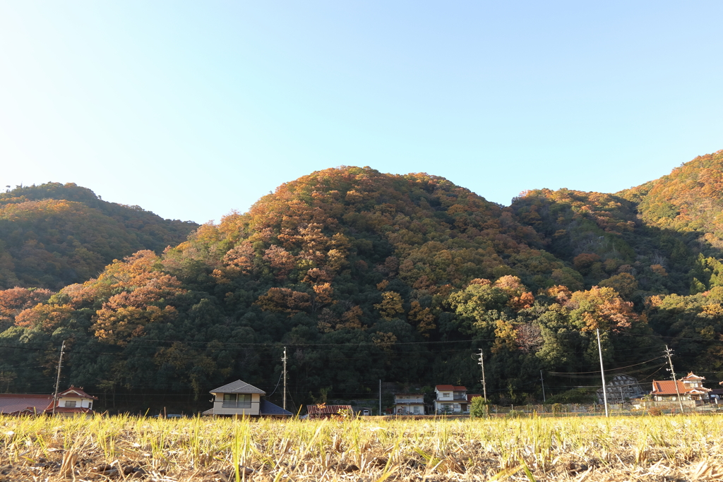 紅葉_町