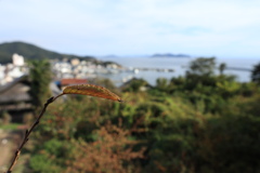 秋の桜の葉